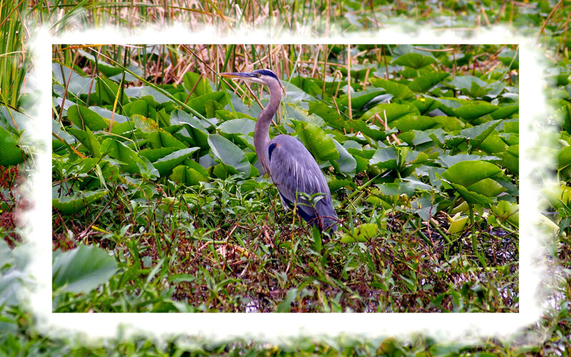 Great Blue Heron — Green, Natural