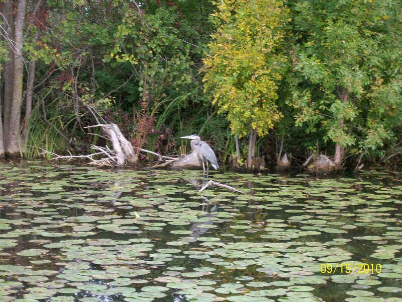 Great Blue Heron — Green, Serene, Autumn