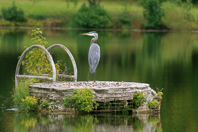 Great Blue Heron — Green, Serene