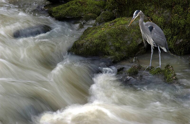 Great Blue Heron — Green