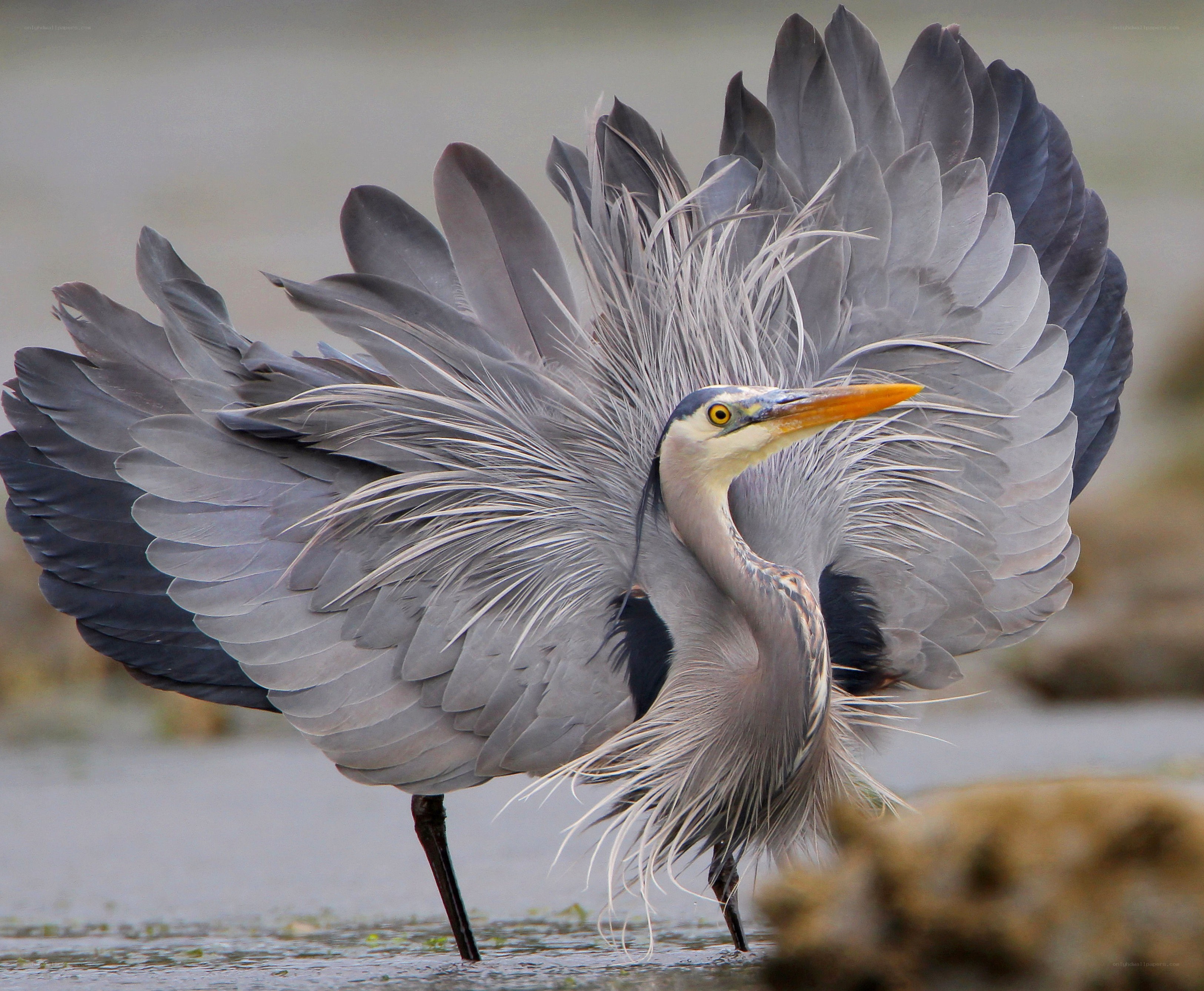 Great blue heron in display