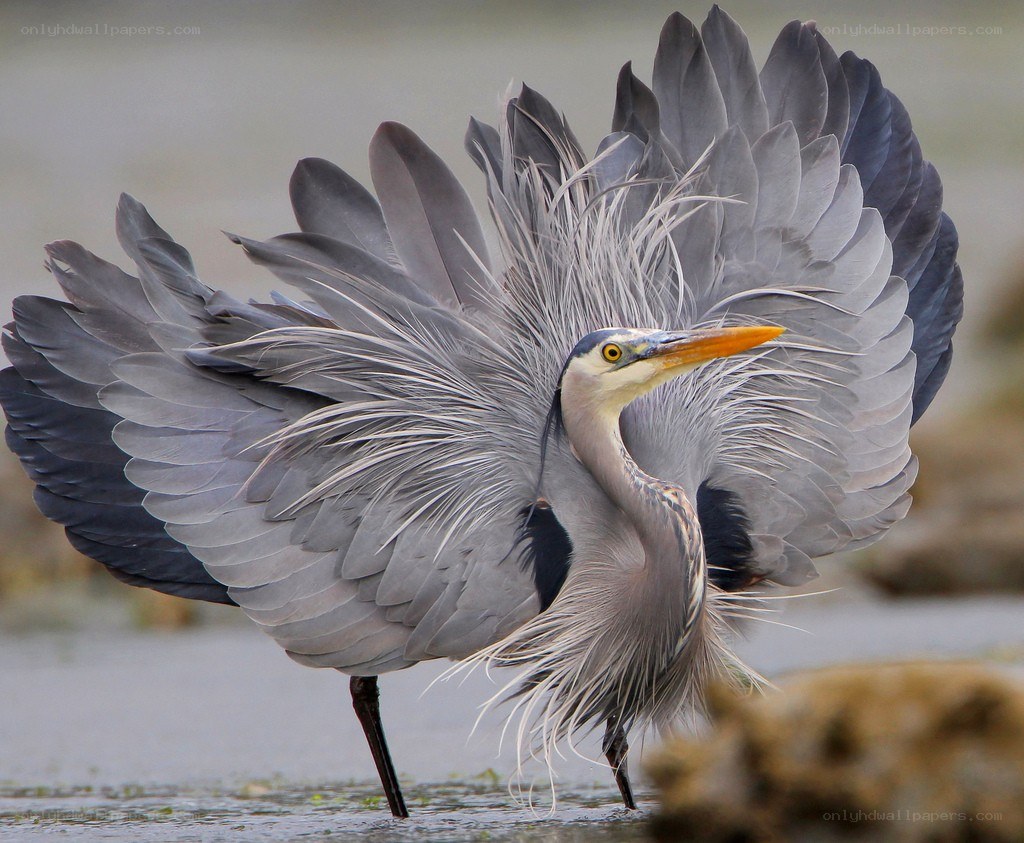 Great blue heron in display