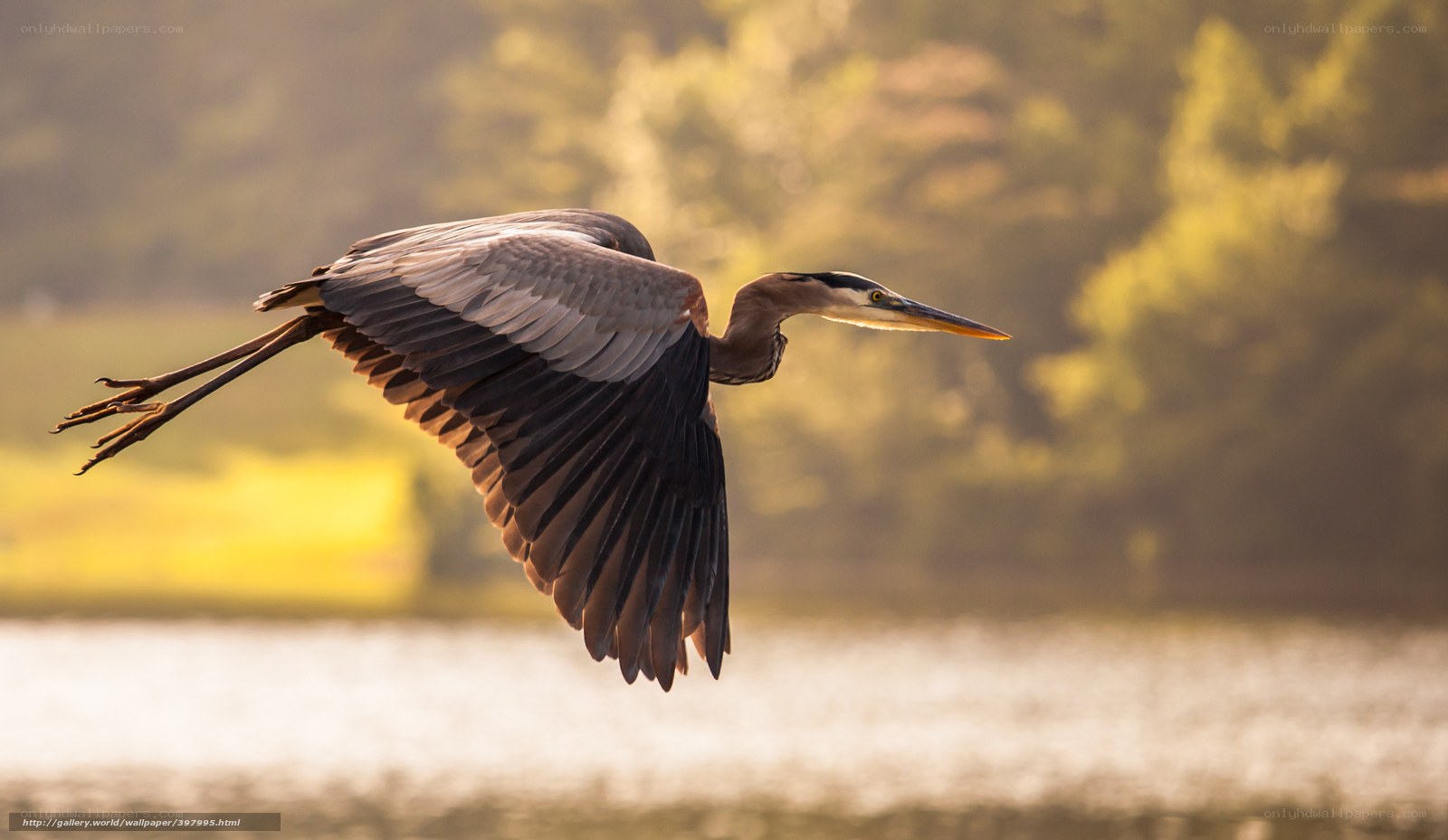 Great blue heron in flight