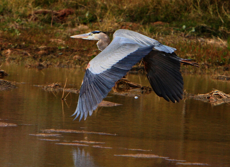 Great blue heron in flight