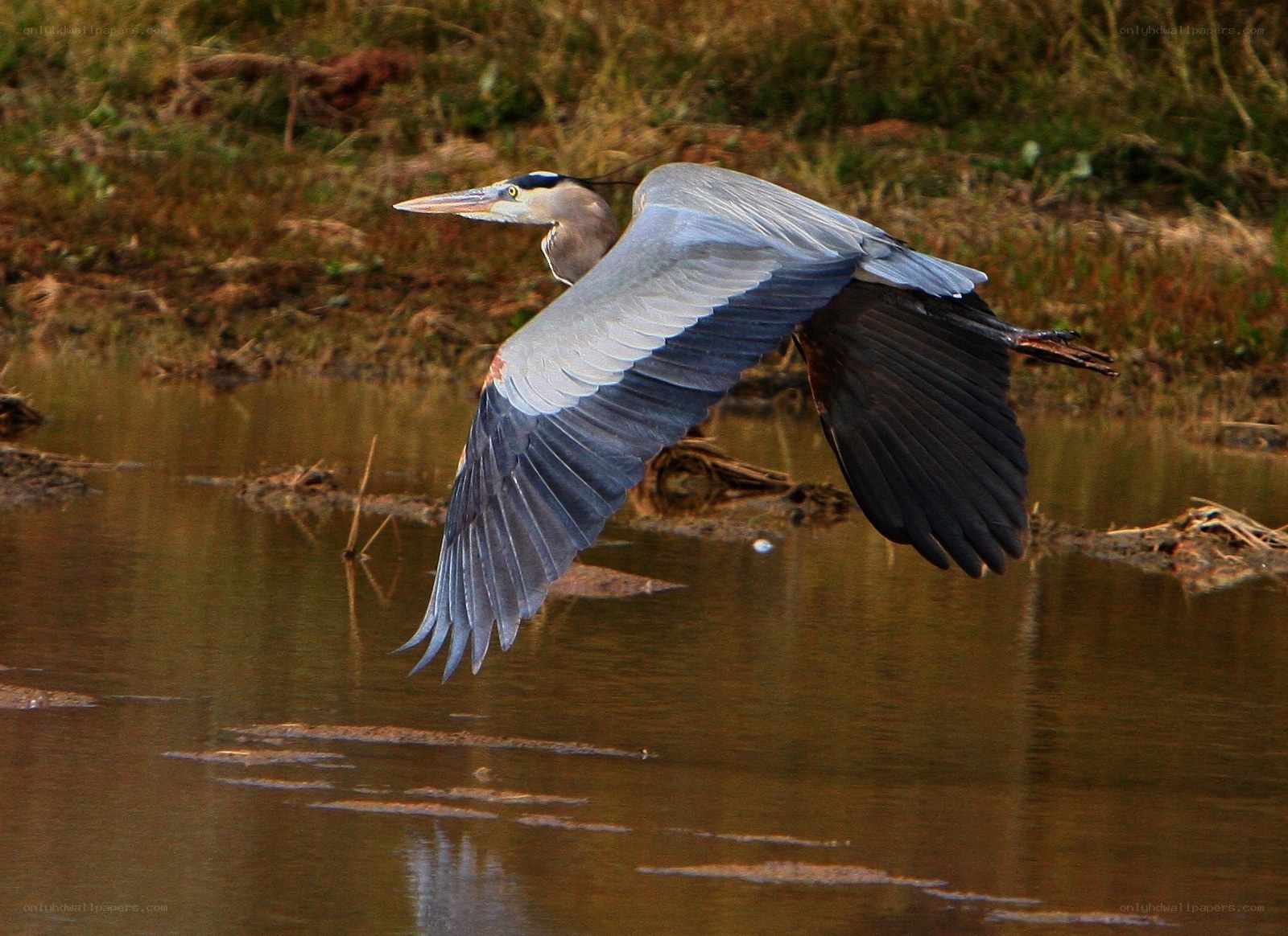 Great blue heron in flight