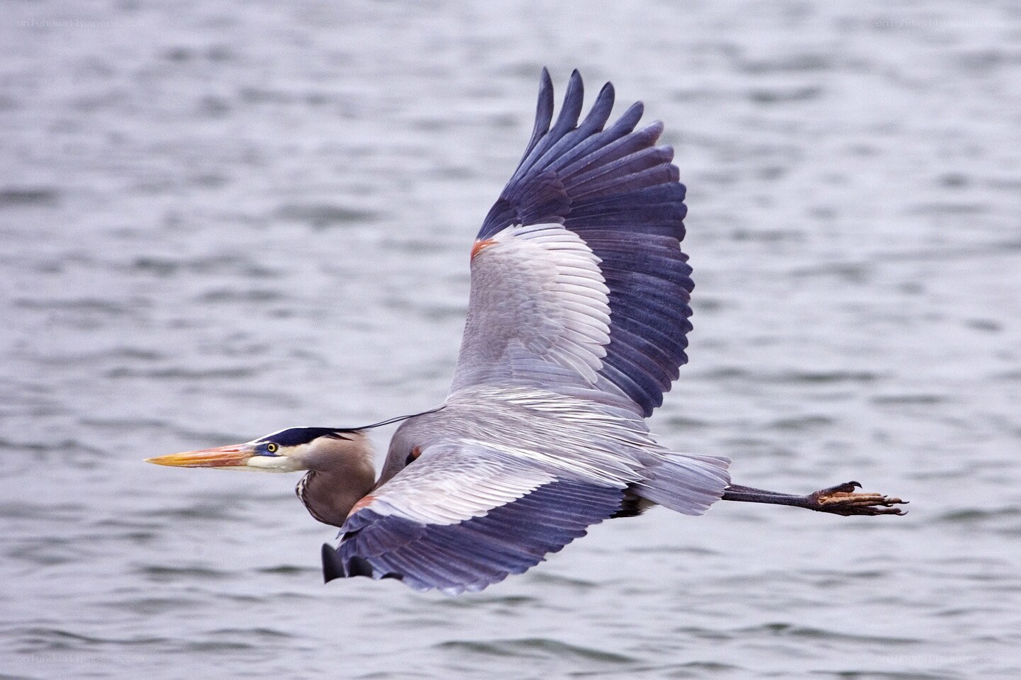 Great blue heron in flight