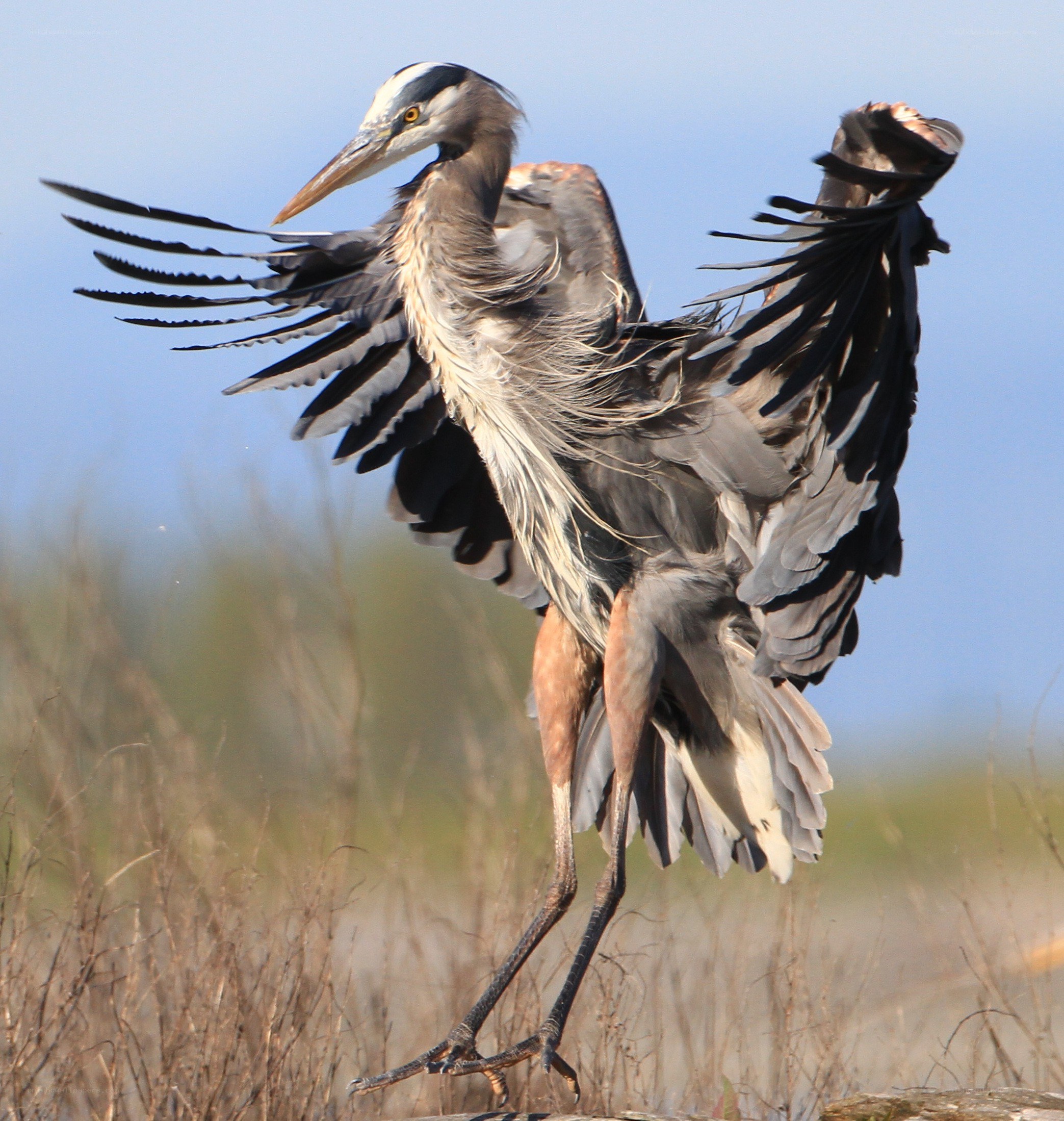 Great blue heron in flight