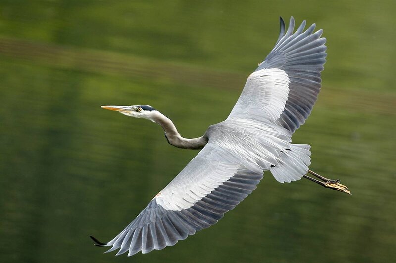 Great blue heron in flight