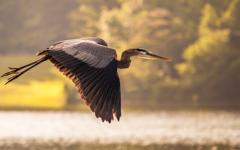 Great Blue Heron in Flight — Brown, Serene, Sunset