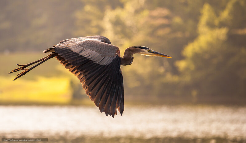Great Blue Heron in Flight — Brown, Serene