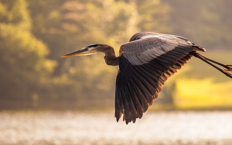 Great Blue Heron in Flight — Brown