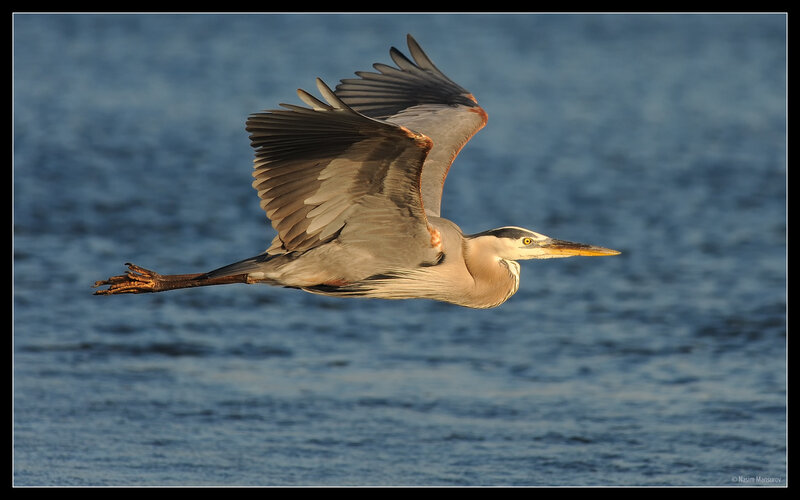 Great Blue Heron in Flight — Dynamic