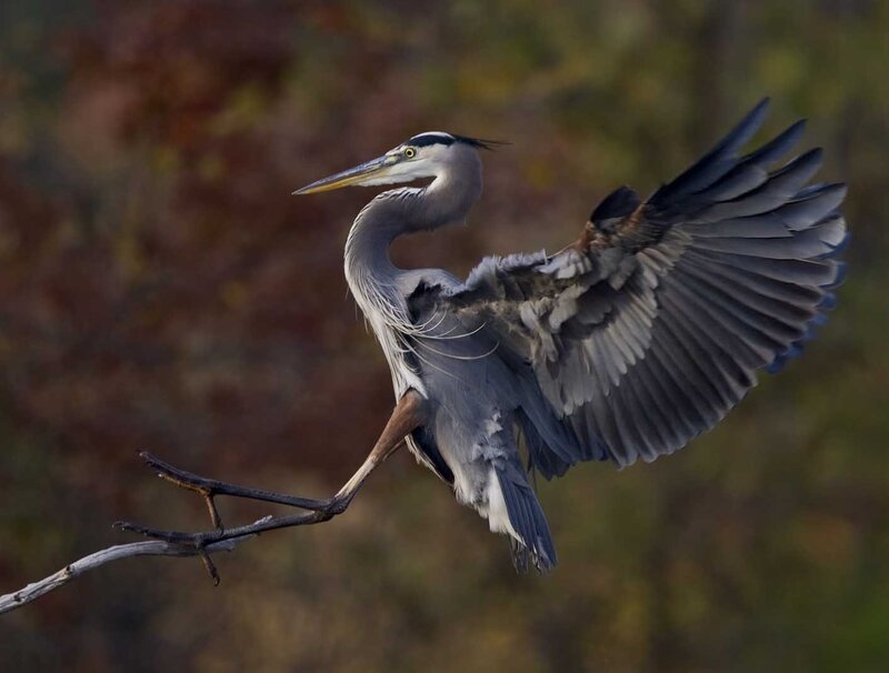 Great Blue Heron in Flight — Gray, Dynamic