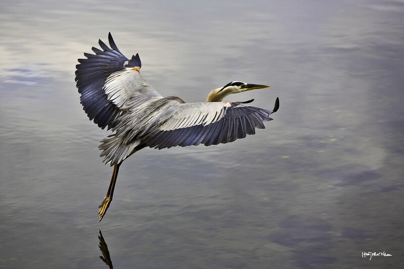 Great Blue Heron in Flight — Gray, Serene