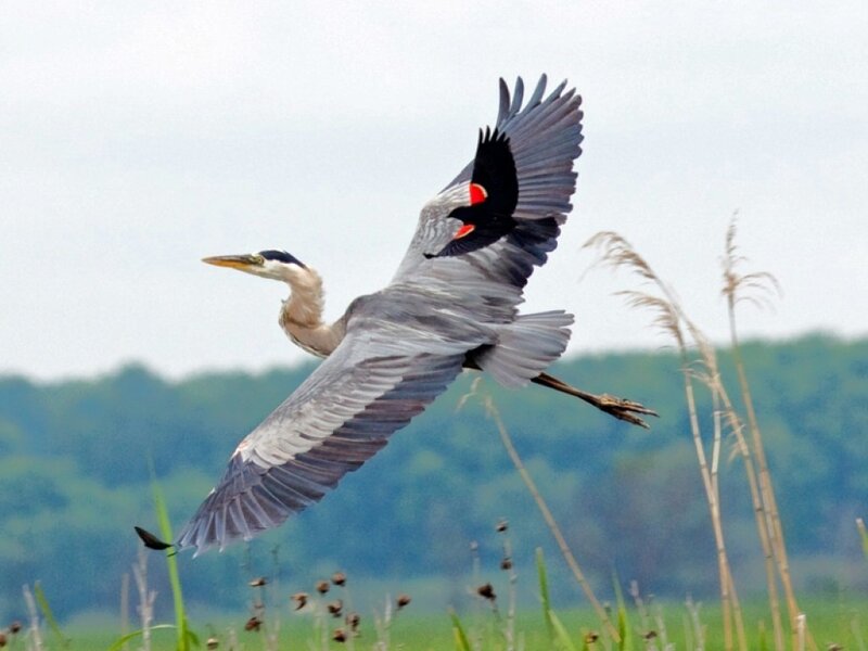 Great Blue Heron in Flight — Gray