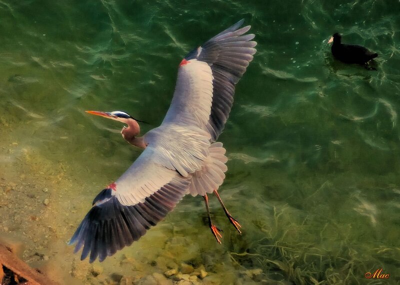 Great Blue Heron in Flight — Green, Dynamic