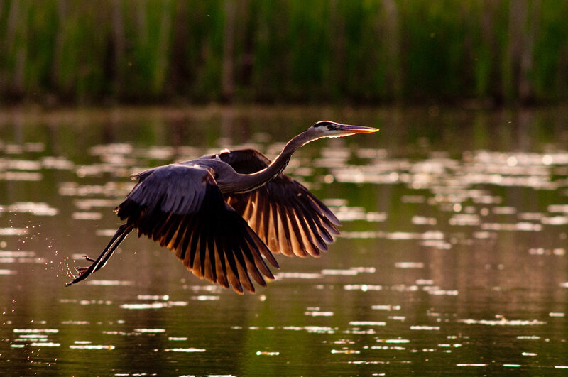 Great Blue Heron in Flight — Green