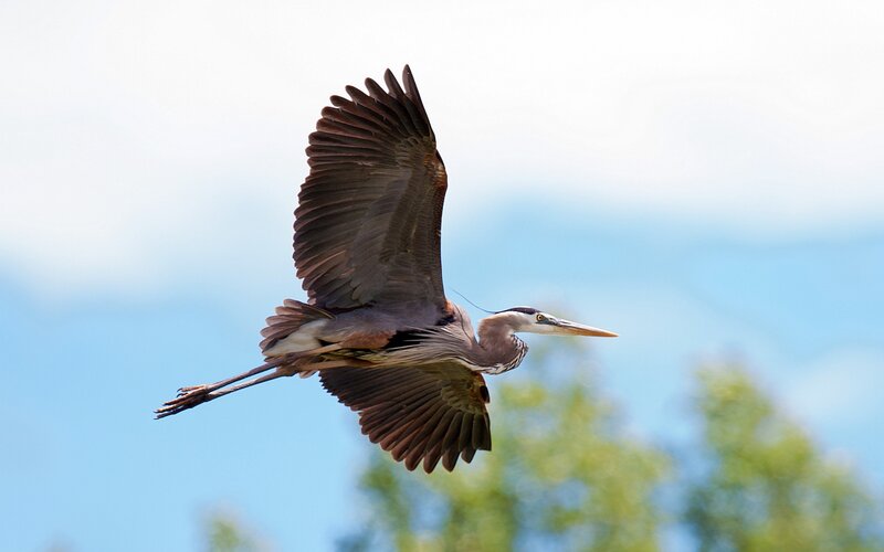 Great Blue Heron in Flight — Serene, Afternoon