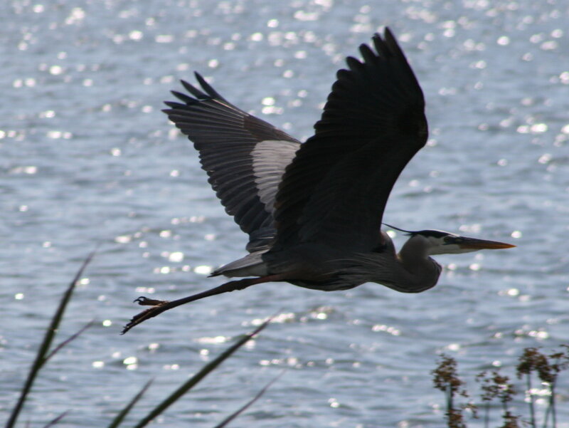 Great Blue Heron in Flight — Serene