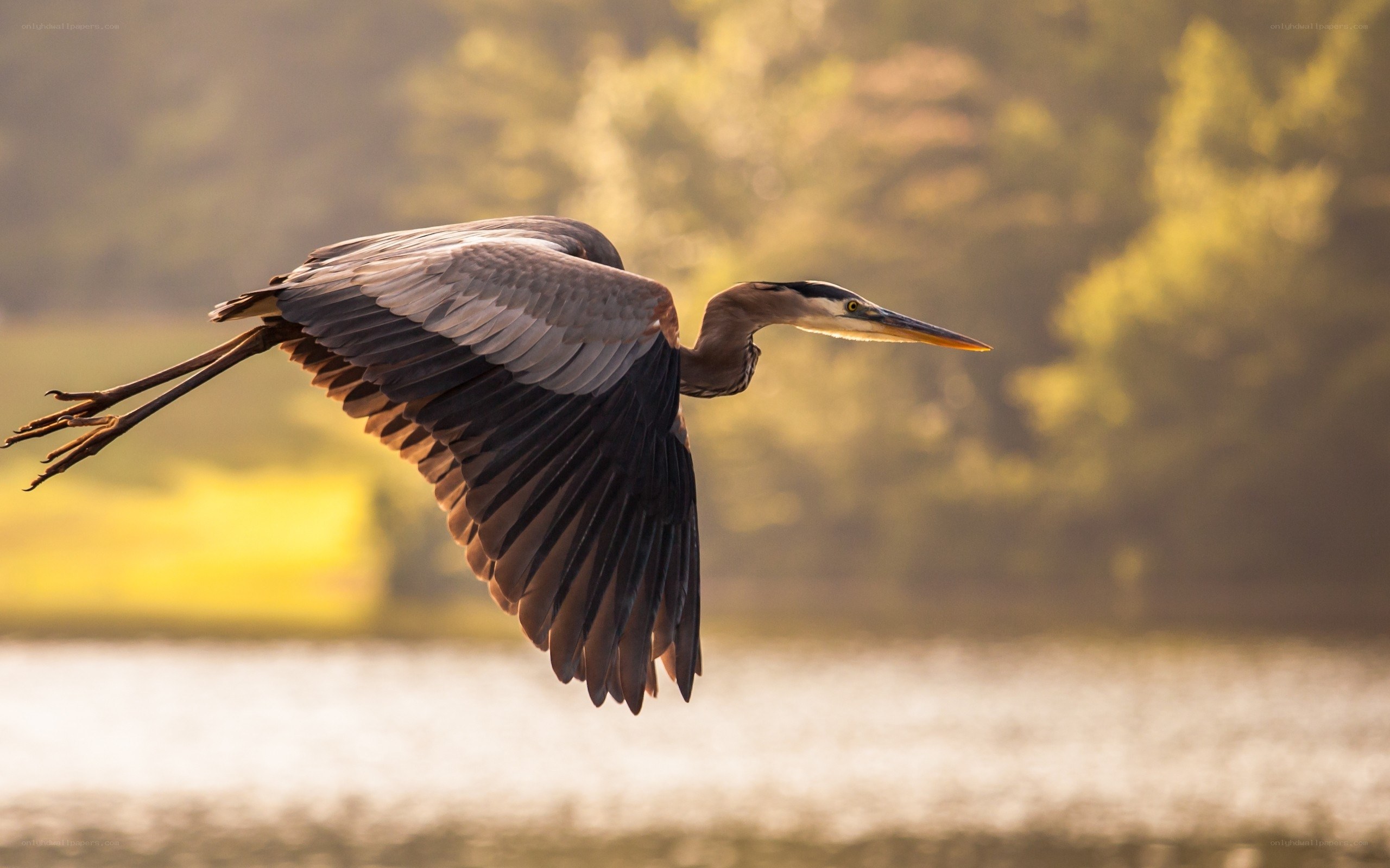 Great blue heron in flight