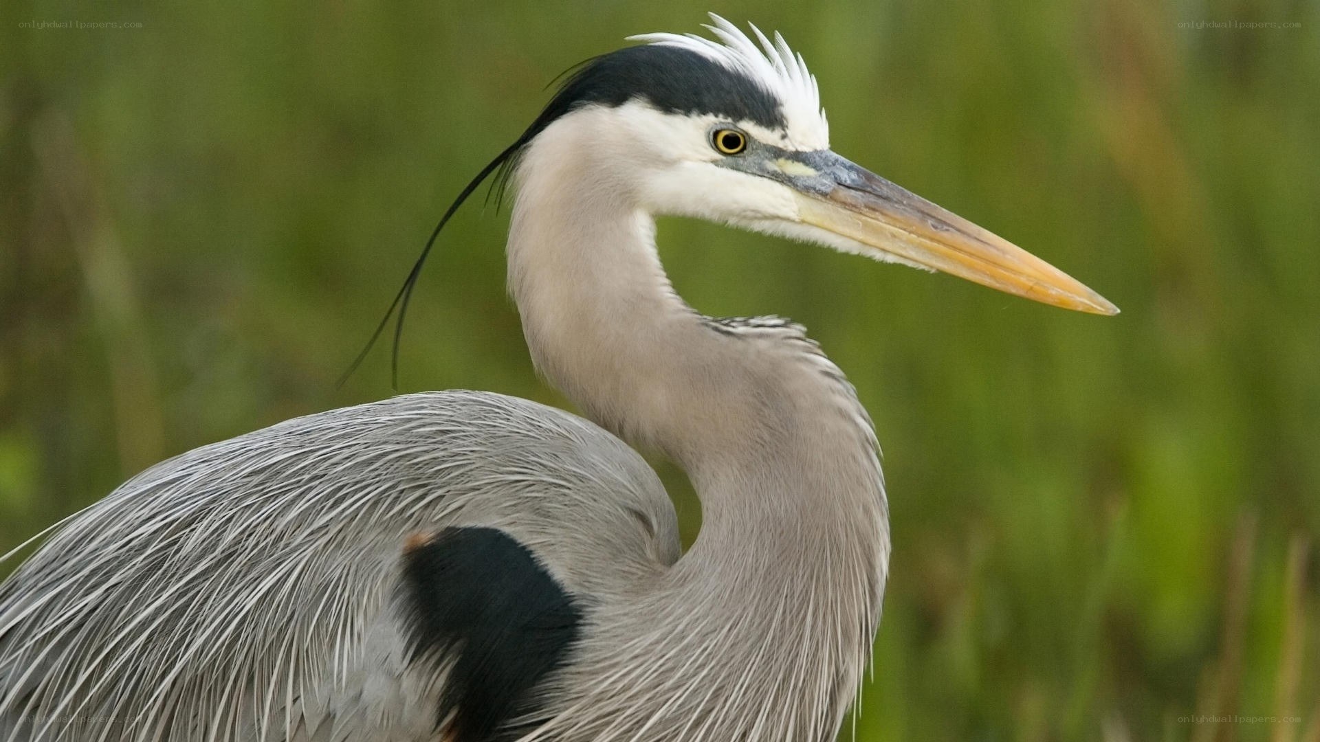 Great blue heron in marsh
