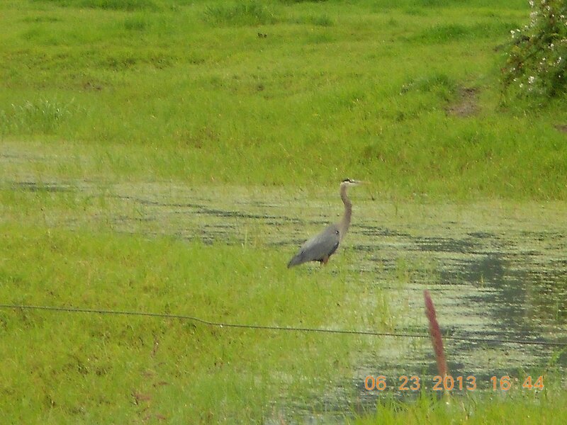Great Blue Heron in Marsh — Green