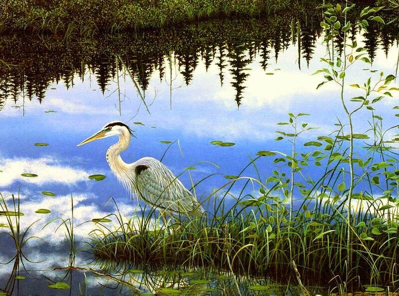 Great Blue Heron in Marsh — Serene