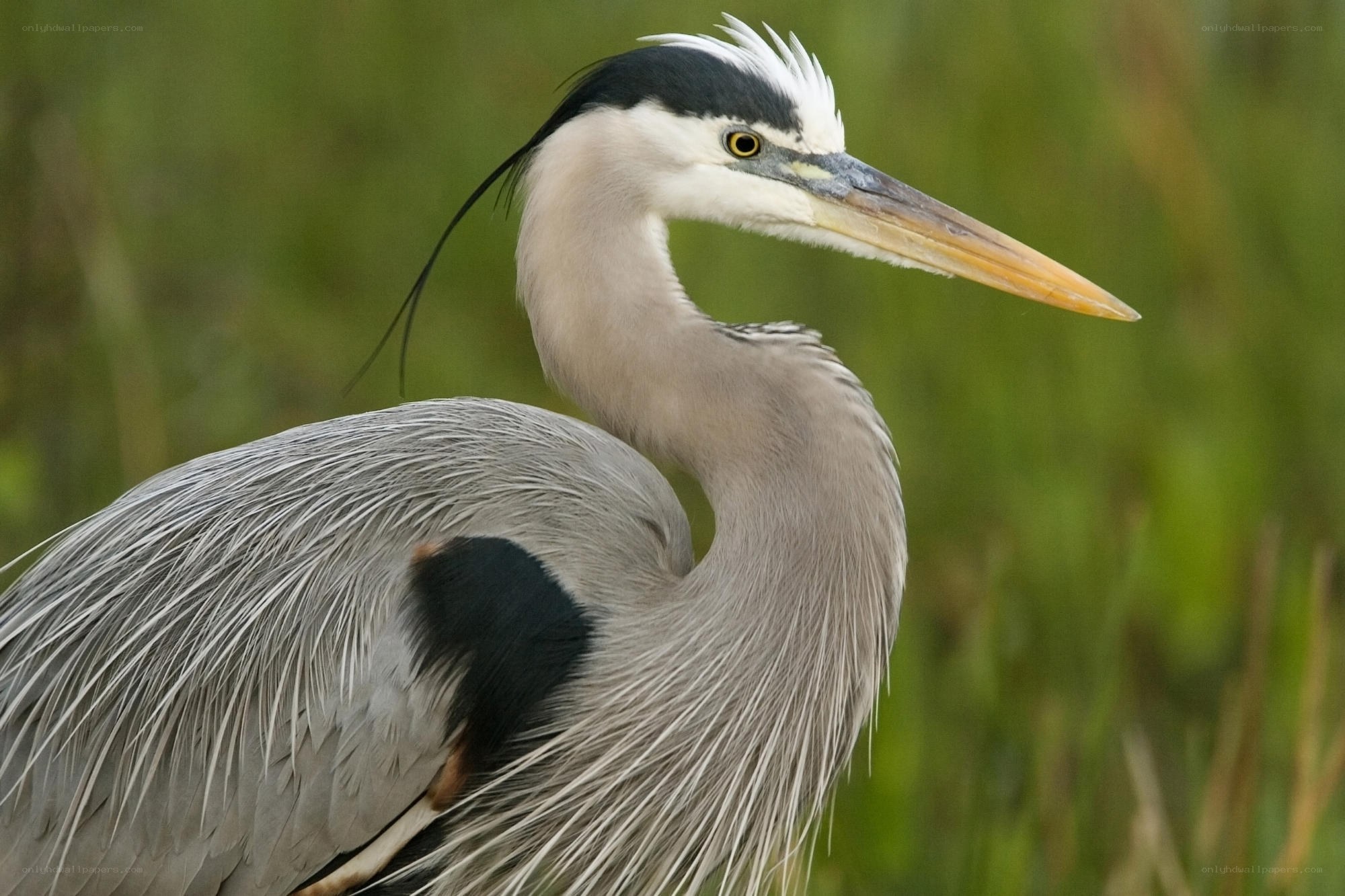 Great blue heron in marsh