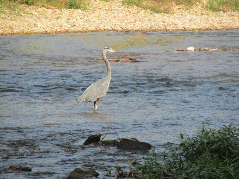 Great Blue Heron in Water — Calm