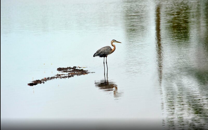 Great Blue Heron in Water — Gray