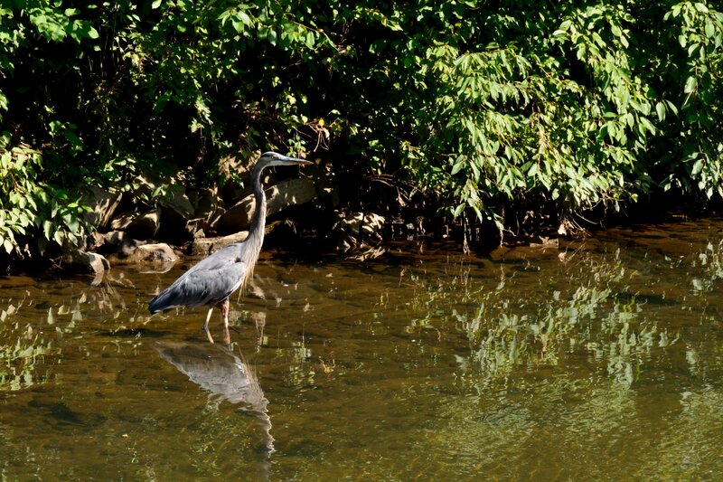 Great Blue Heron in Water — Green