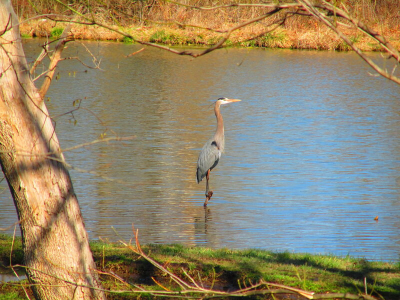 Great Blue Heron in Water — Serene