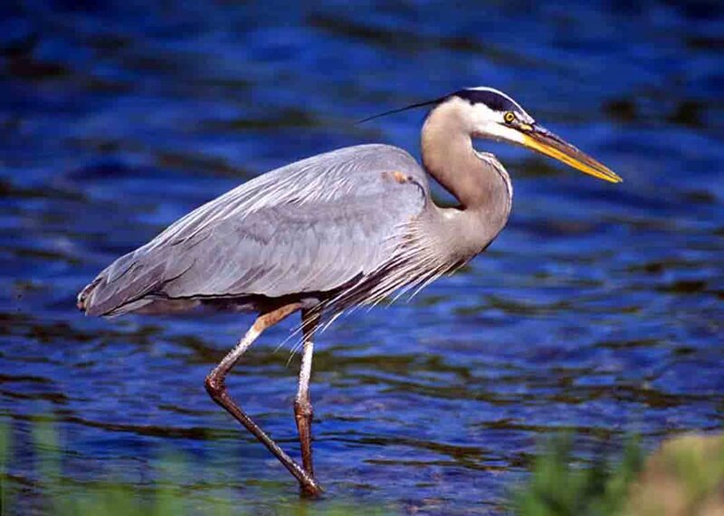 Great blue heron in water