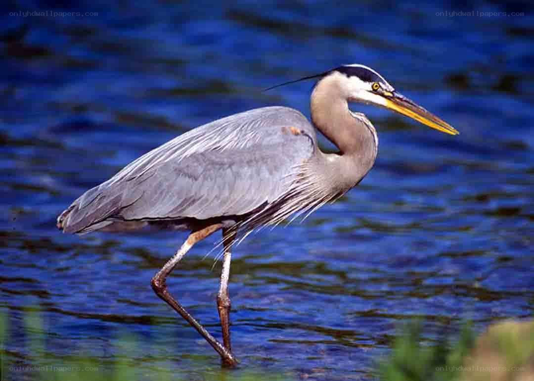 Great blue heron in water