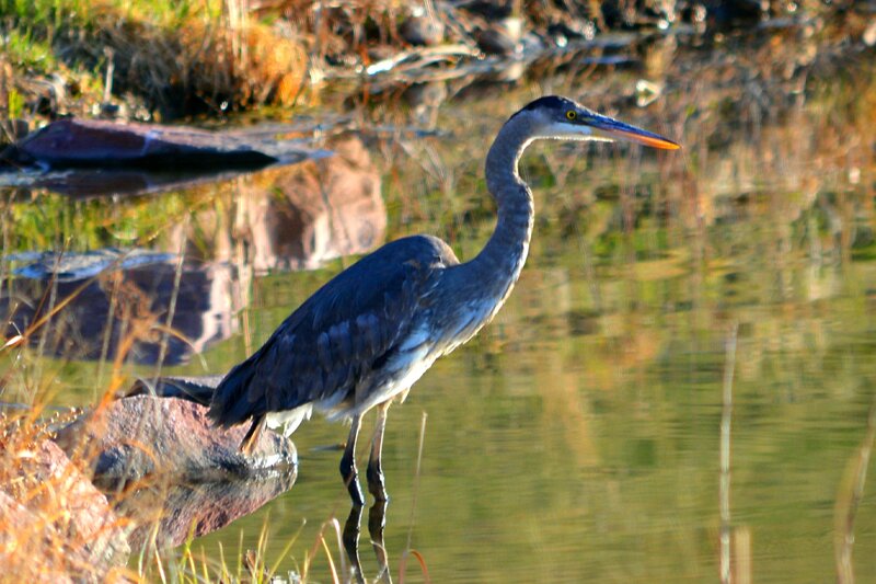Great Blue Heron — Serene, Afternoon