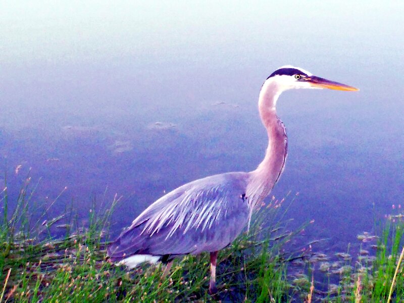 Great Blue Heron — Serene, Morning