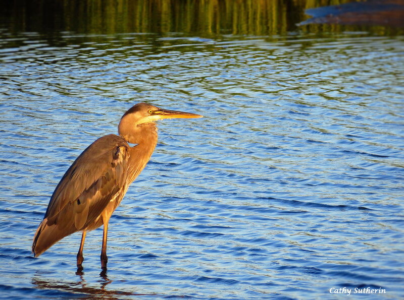 Great Blue Heron — Serene, Sunset