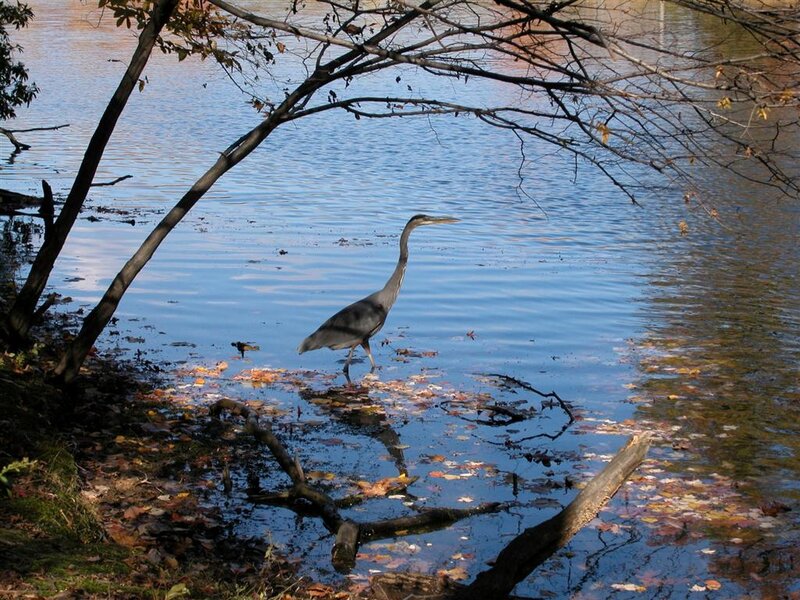 Great Blue Heron — Serene
