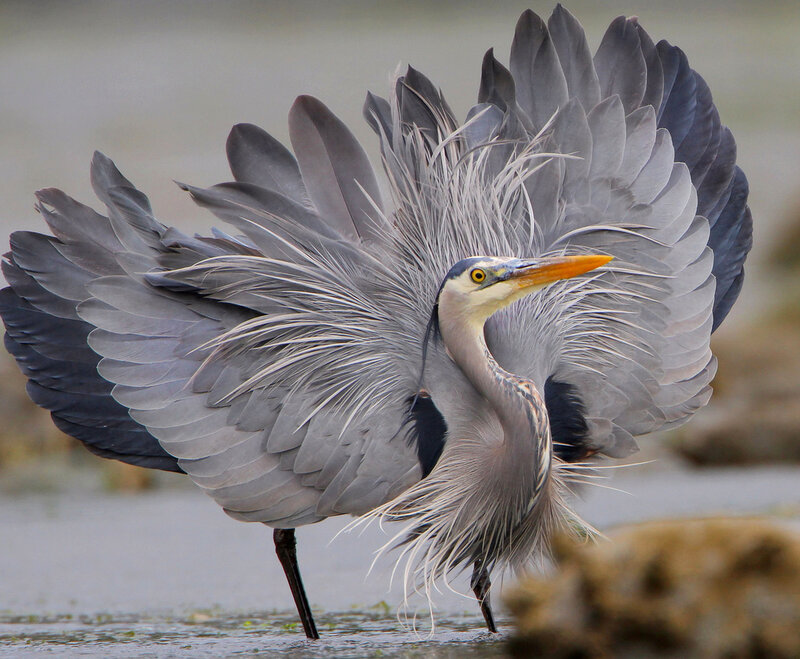 Great Blue Heron Spreading Wings