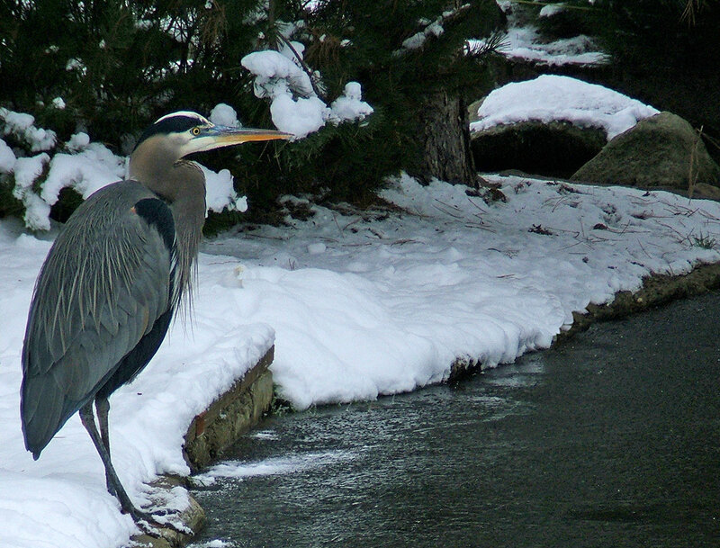 Great Blue Heron