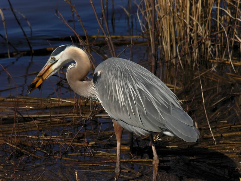 Great Blue Heron with Fish — Gray, Natural, Afternoon