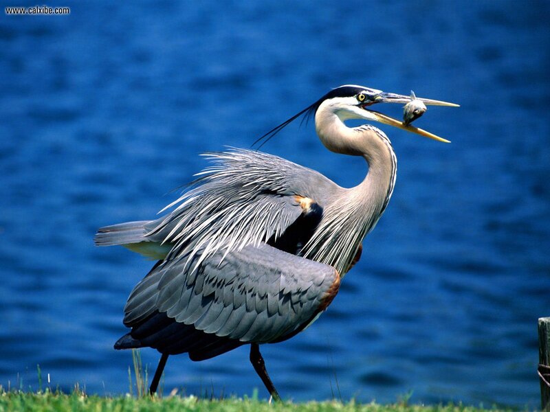 Great Blue Heron with Fish — Natural