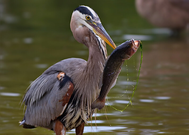 Great Blue Heron with Fish
