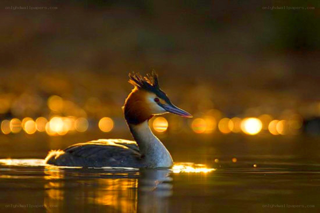 Great Crested Grebe at sunset