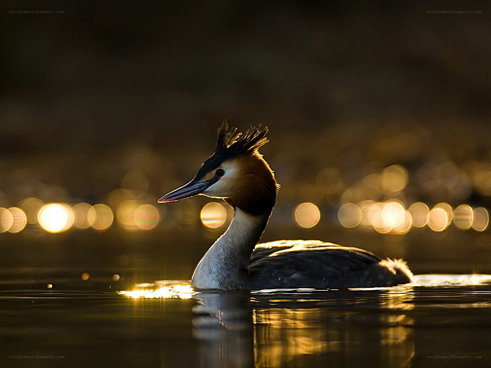 Great Crested Grebe at sunset