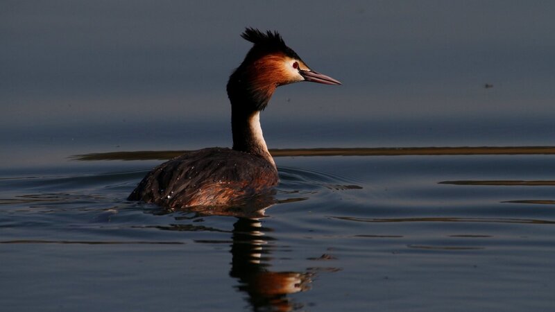Great Crested Grebe — Blue, Serene