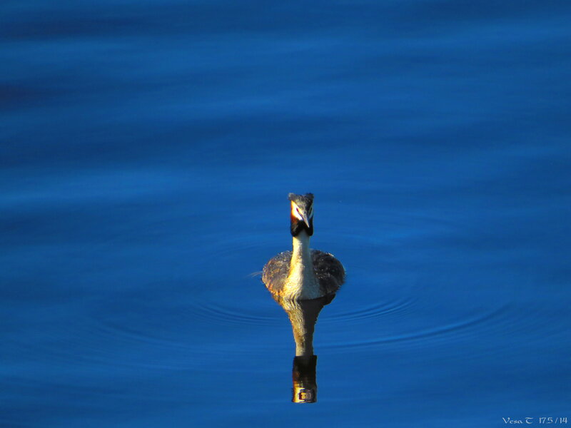 Great Crested Grebe — Blue