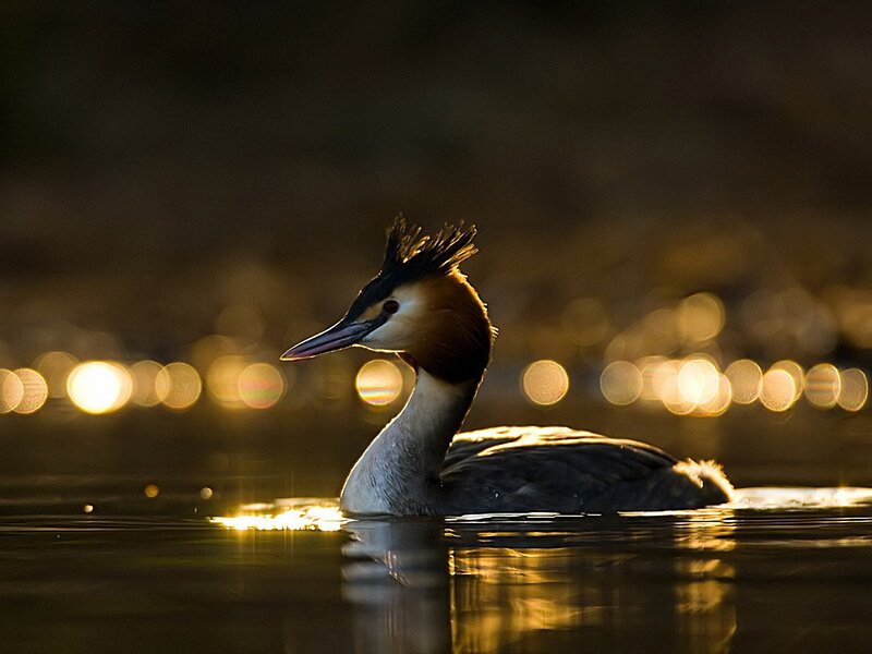 Great Crested Grebe — Gold