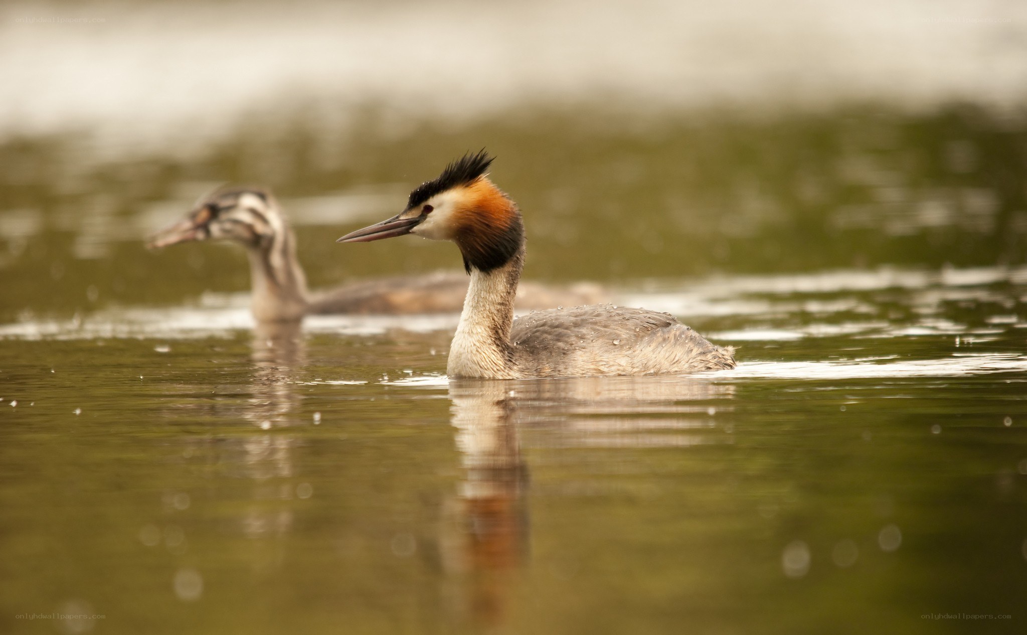 Great Crested Grebe on the water