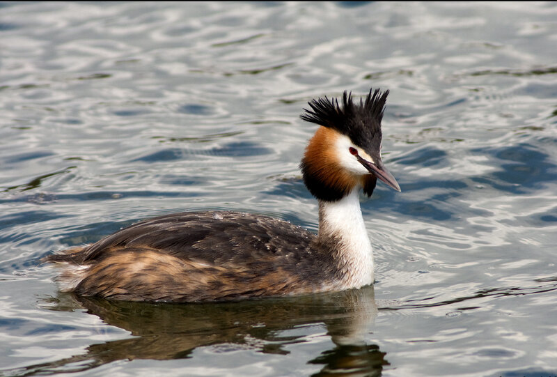 Great Crested Grebe on water